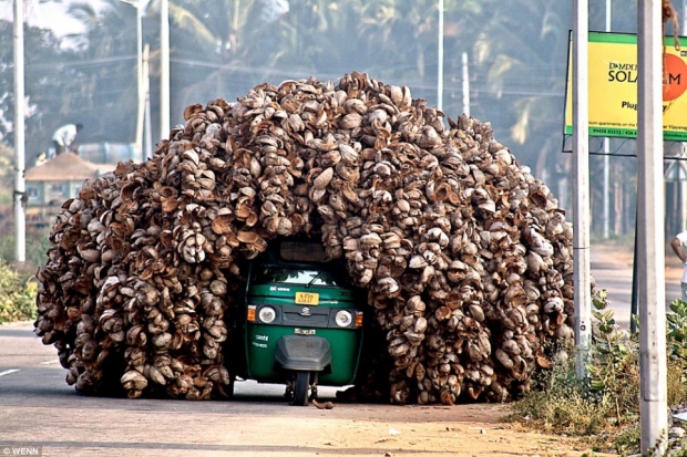 Bringing Coconuts To Market