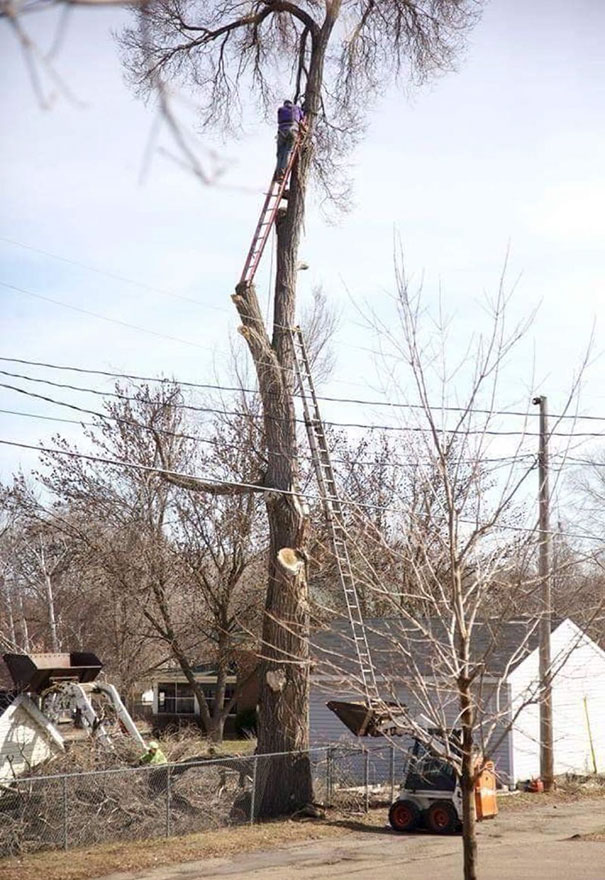 Ladder Tree